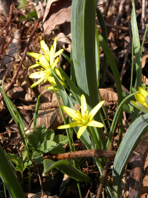 Gagea lutea / Gagea gialla